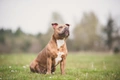 Staffordshire Bull Terrier Dogs Breed - Information, Temperament, Size & Price | Pets4Homes