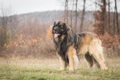 Leonberger Dogs Breed - Information, Temperament, Size & Price | Pets4Homes