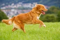 Nova Scotia Duck Tolling Retriever Dogs Breed - Information, Temperament, Size & Price | Pets4Homes