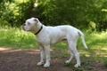 Dorset Olde Tyme Bulldogge Dogs Breed - Information, Temperament, Size & Price | Pets4Homes