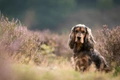 Engelse Cocker Spaniel Dogs Ras: Karakter, Levensduur & Prijs | Puppyplaats