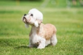 Dandie Dinmont Terrier Dogs Breed - Information, Temperament, Size & Price | Pets4Homes