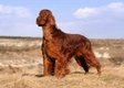 Ierse Setter Dogs Ras: Karakter, Levensduur & Prijs | Puppyplaats