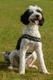 Portuguese Water Dog Dogs Breed - Information, Temperament, Size & Price | Pets4Homes