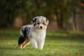 Australian Shepherd Dogs Ras: Karakter, Levensduur & Prijs | Puppyplaats