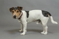 Jack Russel Terriër Dogs Ras: Karakter, Levensduur & Prijs | Puppyplaats