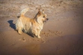 Norwich Terrier Dogs Breed - Information, Temperament, Size & Price | Pets4Homes