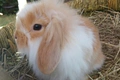 Mini Lion Lop Rabbits Breed - Information, Temperament, Size & Price | Pets4Homes