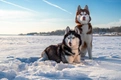 Siberische Husky Dogs Ras: Karakter, Levensduur & Prijs | Puppyplaats