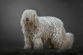 Komondor Dogs Breed - Information, Temperament, Size & Price | Pets4Homes