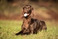 German Longhaired Pointer Dogs Breed - Information, Temperament, Size & Price | Pets4Homes