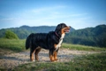 Berner Sennenhond Dogs Ras: Karakter, Levensduur & Prijs | Puppyplaats