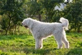 Komondor Dogs Breed - Information, Temperament, Size & Price | Pets4Homes