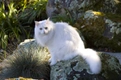 Turkish Angora Cats Breed - Information, Temperament, Size & Price | Pets4Homes