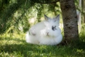 Angora Rabbits Breed - Information, Temperament, Size & Price | Pets4Homes