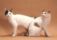 Japanese Bobtail Cats Breed - Information, Temperament, Size & Price | Pets4Homes