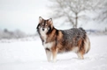 Utonagan Dogs Breed - Information, Temperament, Size & Price | Pets4Homes