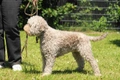 Lagotto Romagnolo Dogs Breed - Information, Temperament, Size & Price | Pets4Homes