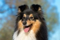 Shetland Sheepdog Dogs Breed - Information, Temperament, Size & Price | Pets4Homes