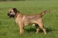 Border Terrier Dogs Breed - Information, Temperament, Size & Price | Pets4Homes