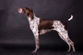 German Shorthaired Pointer Dogs Breed - Information, Temperament, Size & Price | Pets4Homes