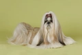 Shih Tzu Dogs Ras: Karakter, Levensduur & Prijs | Puppyplaats