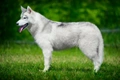 Siberische Husky Dogs Ras: Karakter, Levensduur & Prijs | Puppyplaats