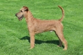 Irish Terrier Dogs Breed - Information, Temperament, Size & Price | Pets4Homes