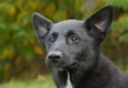 Canaan Dog Dogs Breed - Information, Temperament, Size & Price | Pets4Homes