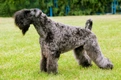 Kerry Blue Terrier Dogs Breed - Information, Temperament, Size & Price | Pets4Homes