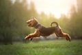 Welsh Terrier Dogs Breed - Information, Temperament, Size & Price | Pets4Homes