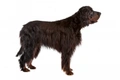 Gordon Setter Dogs Breed - Information, Temperament, Size & Price | Pets4Homes