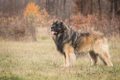 Leonberger Dogs Ras: Karakter, Levensduur & Prijs | Puppyplaats