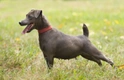 Patterdale Terrier Dogs Breed - Information, Temperament, Size & Price | Pets4Homes