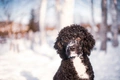 Portuguese Water Dog Dogs Breed - Information, Temperament, Size & Price | Pets4Homes