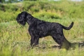 Riesenschnauzer Dogs Ras: Karakter, Levensduur & Prijs | Puppyplaats