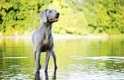 Weimaraner Dogs Raza - Características, Fotos & Precio | MundoAnimalia