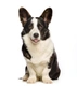 Welsh Corgi Cardigan Dogs Breed - Information, Temperament, Size & Price | Pets4Homes