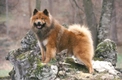 Eurasier Dogs Breed - Information, Temperament, Size & Price | Pets4Homes