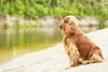 Engelse Cocker Spaniel Dogs Ras: Karakter, Levensduur & Prijs | Puppyplaats