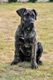 Presa Canario Dogs Breed - Information, Temperament, Size & Price | Pets4Homes