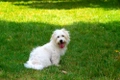 Coton De Tulear Dogs Breed - Information, Temperament, Size & Price | Pets4Homes