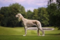 Saluki Dogs Breed - Information, Temperament, Size & Price | Pets4Homes