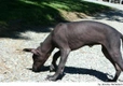 Xoloitzcuintle - Perro Sin Pelo Mexicano Dogs Raza - Características, Fotos & Precio | MundoAnimalia