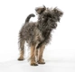 Affenpinscher Dogs Ras: Karakter, Levensduur & Prijs | Puppyplaats