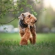 Welsh Terrier Dogs Breed - Information, Temperament, Size & Price | Pets4Homes