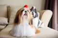 Shih Tzu Dogs Ras: Karakter, Levensduur & Prijs | Puppyplaats