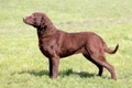 Chesapeake Bay Retriever Dogs Breed - Information, Temperament, Size & Price | Pets4Homes