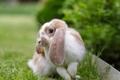 French Lop Rabbits Breed - Information, Temperament, Size & Price | Pets4Homes