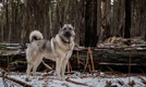 Norwegian Elkhound Dogs Breed - Information, Temperament, Size & Price | Pets4Homes